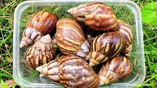 Spent 10 minutes hunting snails at night Found SO MANY!