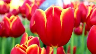 Keukenhof garden 2022 - Spring has come - 4K