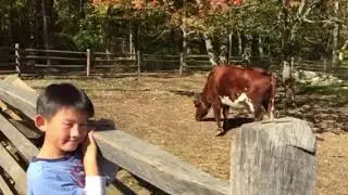 Timothy with the Cow