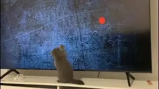 Red Dot Laser For Kitten On Screen|| Kitten Vs Laser#cat #funny #reddotgames || watch till the end