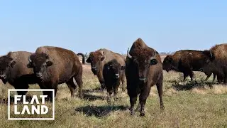 The Bison That Protect One of Missouri's Last Prairies