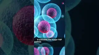 Citrus Bioflavonoid Naringin: A Heart Health Hero