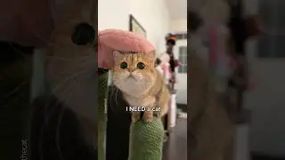 you need a FAT cat 😍 #cat