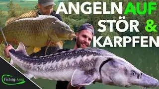 Die 7 BESTEN Tipps f&uuml;r erfolgreiches ST&Ouml;R- & KARPFEN-ANGELN am FORELLENSEE | Fishing-King.de