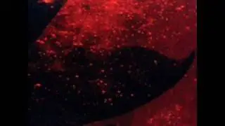 Blind Cave Salamander - Kroatoa