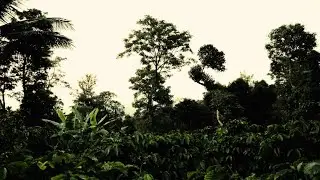 Corridos del viejon patas 🔥🇨🇴
