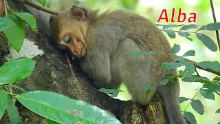I'm so worry about baby Alba she weak more and more