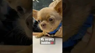 Surgery buddies🐾#tummytucksurgery #facelift #istanbul #medicaltourism #surgeryrecovery #turkishfood