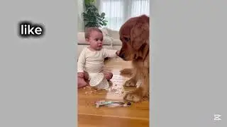 Dogs vs Danger: Funny Baby-Saving Moments 🐕😂👶 That Will Melt Your Heart Every Single Time Ever Again