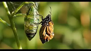 The Birth of a Butterfly Caught on Camera