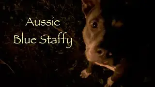 🔥 Night Shadows 🔥 Blue Staffy