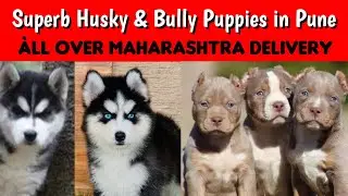 📌 Pune Dog Sale 🐾 Husky and American Bully Puppies 🐕&zwj;🦺 All Over Maharashtra Delivery ✅