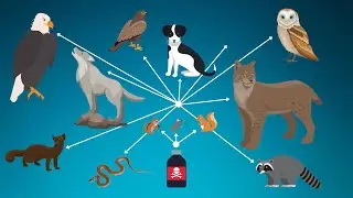 Dangers of Rodenticide