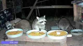 A day in the woods at WildLifeCam (Part 3/5)