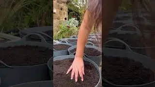 Growing garlic and tomatoes together in containers | Garlic planting | Diary of a Yorkshire Gardener