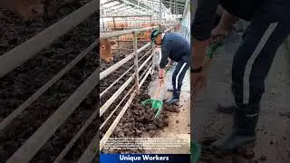 Cow barn cleaning: people cleaning a cow barn