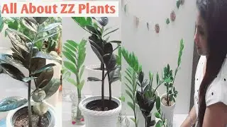 All About ZZ Plants (Cares, Repotting, Multiplying), Unboxing of Black ZZ Plants