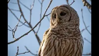 How to find an Owl - Barred Owl Mating Call