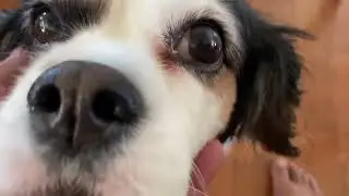 HOBBY FARM RESCUE - Lily Putious RIP