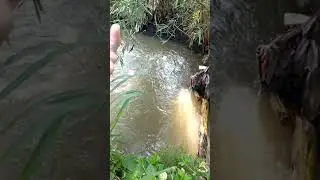blue blood fishing