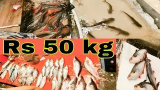 दिल्ली की मछली मण्डी,,🤫 सबसे सस्ती मछली मार्केट।       Rs 50 kg Delhi zakhir fish market
