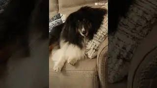 #cute #shetlandsheepdog #Sheltie #rubberduck #puppy