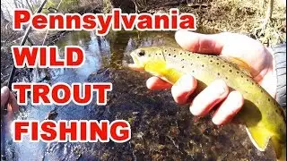 WILD Brown TROUT FISHING Pennsylvania!