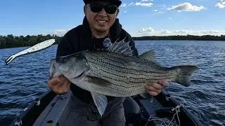 Using Crappie Jigs to Pick Off Finicky Wipers (Hybrid Striped Bass)
