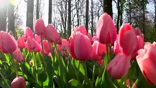 Flomart - Importer & Wholesaler of Fresh, Dried and Preserved Flowers