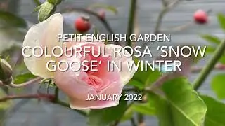 Colourful Rosa 'Snow Goose' in Winter
