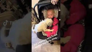 Poor Baby is Scared #dog #funny