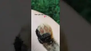 they so cute 🥰 #kiten #cat #kpop #ive