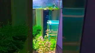 Planted curved 60cm Boyu tank. #aquarium #aquascape #fishtank