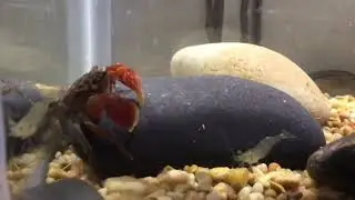 Aquatic Life Behavior | Red Claw Crab | HD