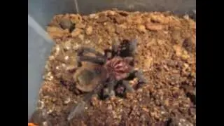 Xenethis intermedia vs cockroach