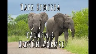 Сафари в Африке. Парк Крюгера.South Africa Kruger national park. Big Five, Safari in Africa