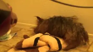 my dog hates blow dryer