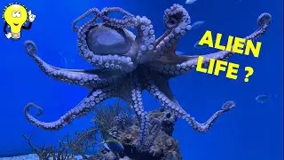 Octopus Minds: The Most Alien Intelligence on Earth?