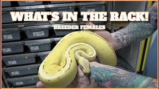 What's In The Rack| Breeder Female Ball Pythons