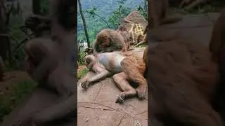 The Monkey Sleep On Mountain Stone | Monkey Wild #Short