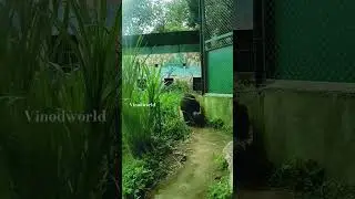 🦁 