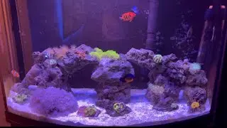 36 Gallon bow front saltwater aquarium with Flame Angel and Coral Beauty, Tang , clown fish and more