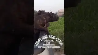 Cane corso and kurdish kangal contact #03005558874 king kennel club #barkpost