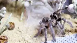 Ceratogyrus marshalli speed :)