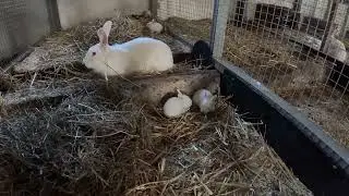 Kanin stalden 6 - Det hele tager en DREJNING