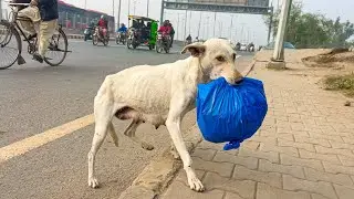 The Dog Carried A Bag Daily... No One Expected What Was Inside