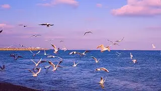 A Flock Of Seagulls Flying Over A Body Of Water