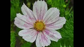 Beautiful Flowers in Full Bloom | Colorful Garden Collection