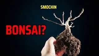 Smochin bonsai: crestere controlata dupa un an dificil