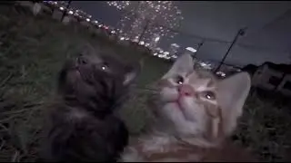 Under the Lights #cat #star #light 